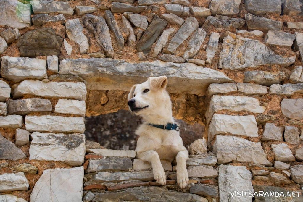 Dog in Upper Qeparo Dog in Upper Qeparo